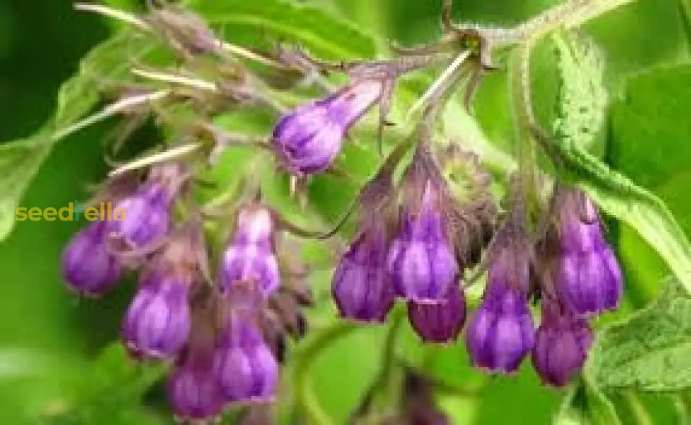 Comfrey Seeds For Planting In Herbal Gardens Herb