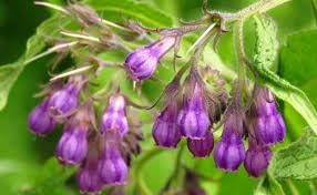 Comfrey seeds for planting in herbal gardens