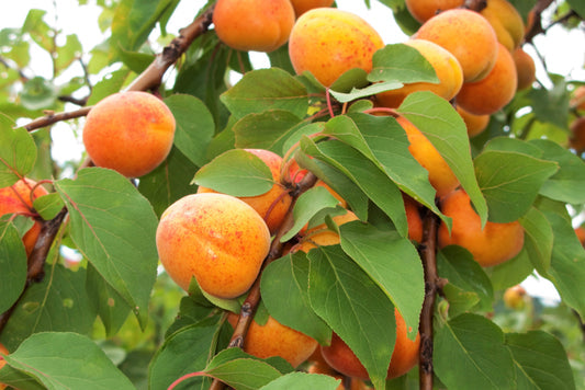 Common Apricot Tree (Prunus armeniaca) seeds for planting