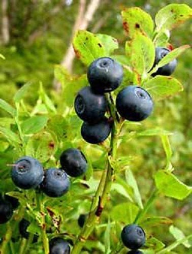 Common Bilberry (Vaccinium myrtillus) seeds for planting