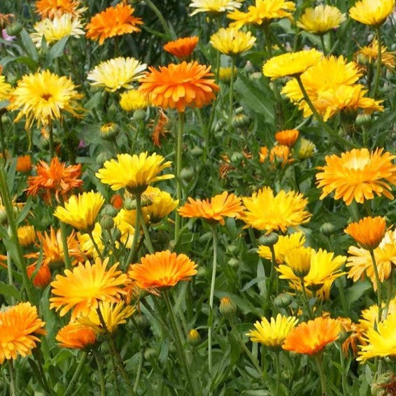 Common Calendula garden border grown from seeds