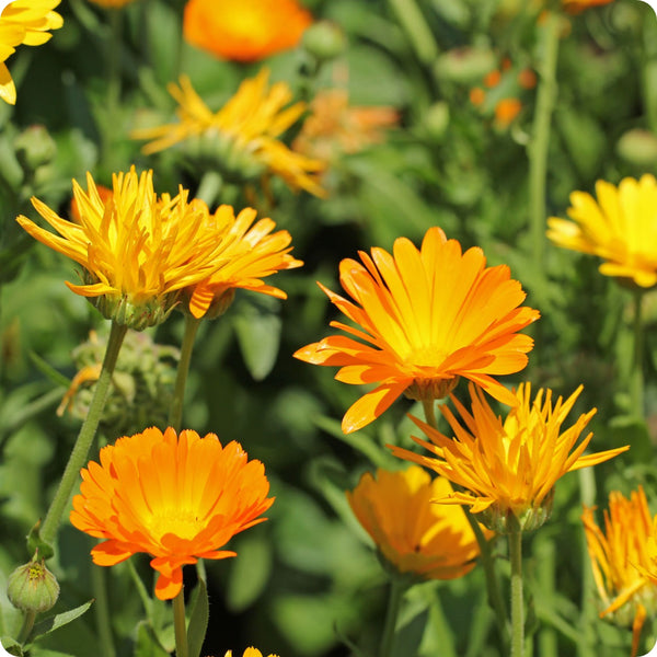 Common Calendula seeds Calendula officinalis orange yellow flowers