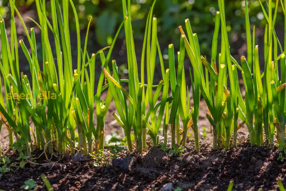 Common chive Non GMO herb seeds