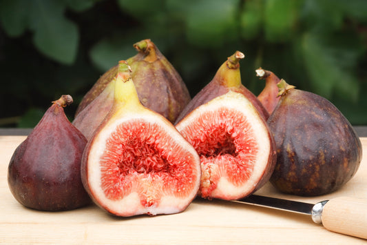 Common Edible Fig Seeds Ficus carica non-GMO variety