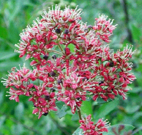 Common Henna seeds Lawsonia inermis