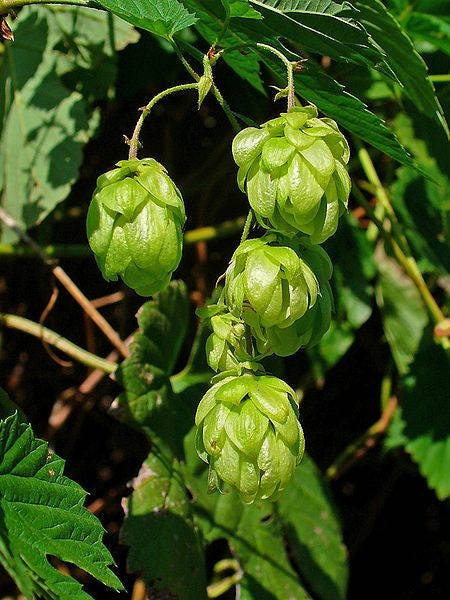 Common hops seeds for planting