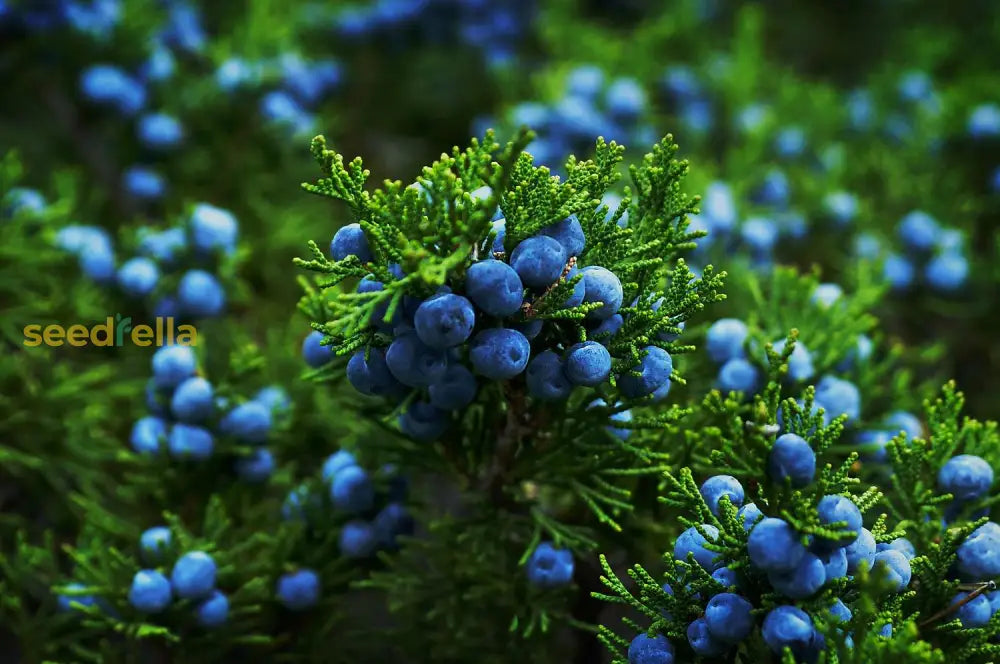 Common Juniper Seeds for Garden Planting