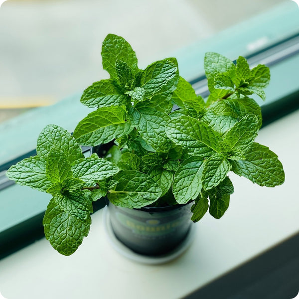 Common Mint seeds Mentha spicata aromatic plant