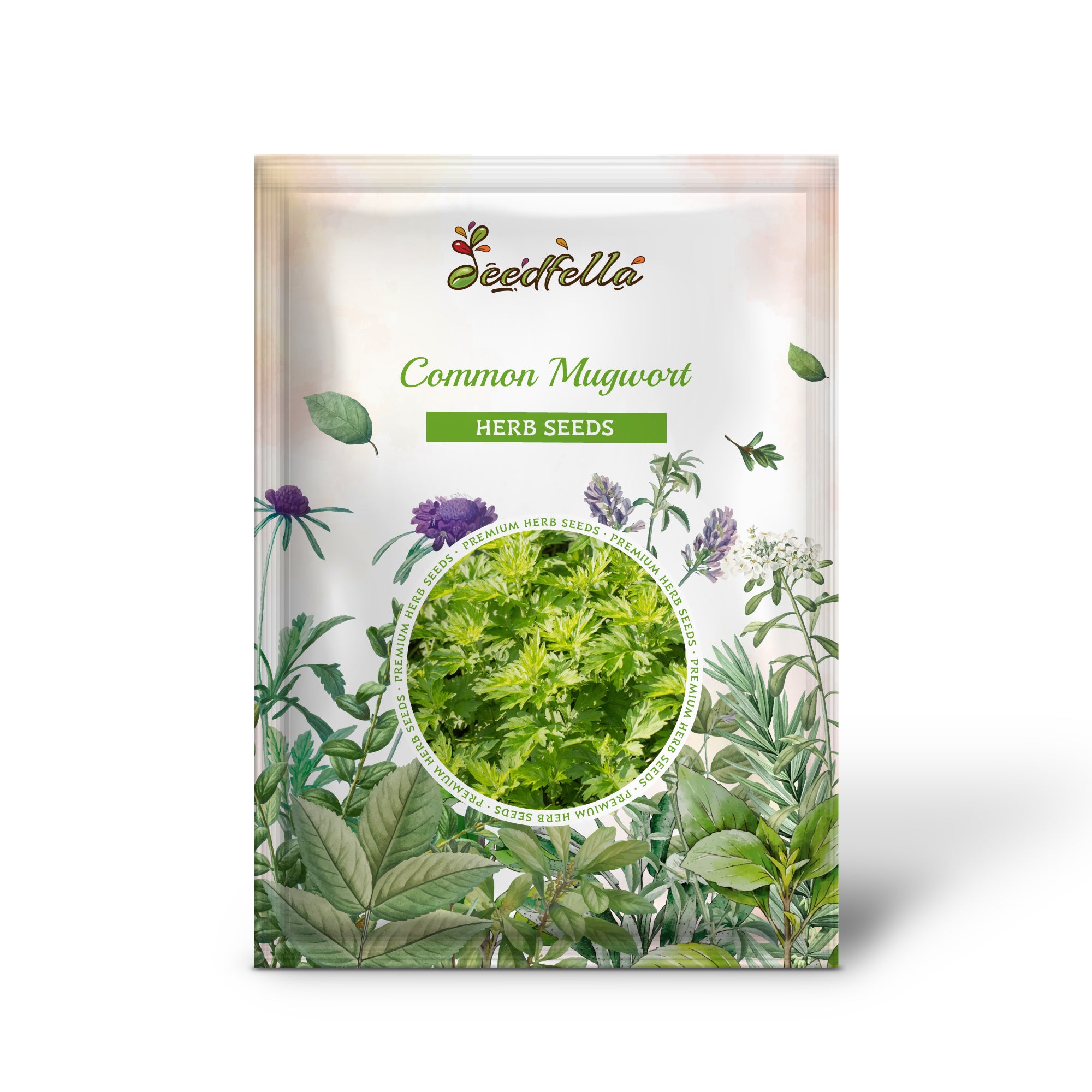 Common Mugwort (Artemisia vulgaris) Plant with Green Silvery Leaves