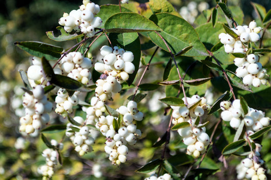 Common Snowberry (Symphoricarpos alba) shrub seeds for planting