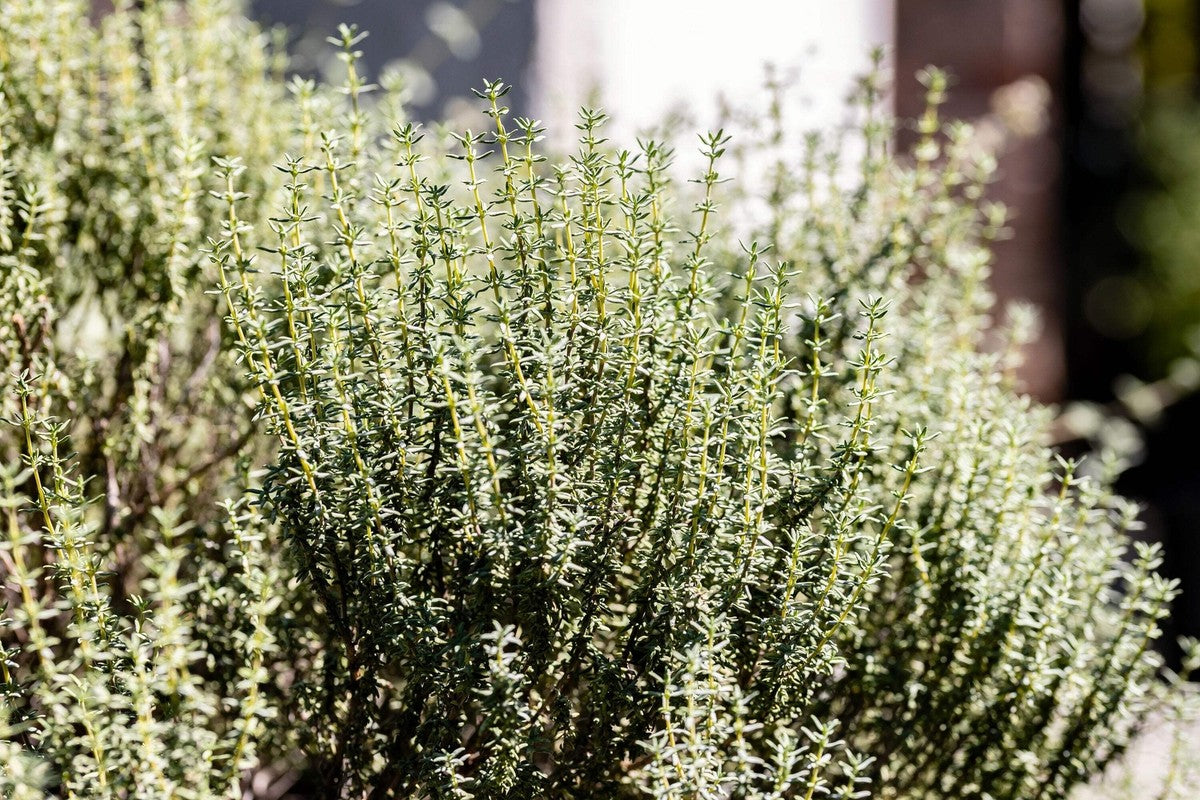 Close-Up of Common Thyme Aromatic Leaves
