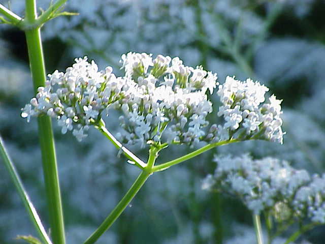 Common Valerian perennial grown from seeds in meadow border