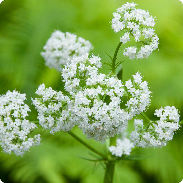 Common Valerian seeds Valeriana officinalis pink white flowers