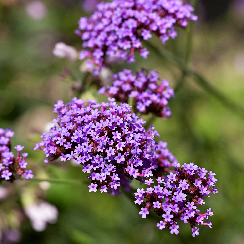 Common Vervain seeds thriving in meadow and wildflower gardens