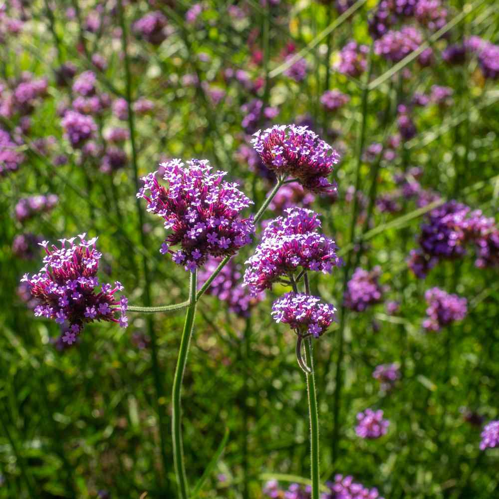 Pink and purple Vervain blooms grown from high-quality seeds