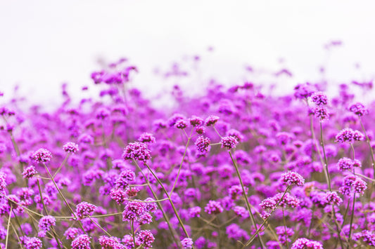 Common Vervain seeds Verbena officinalis producing pink purple flower spikes