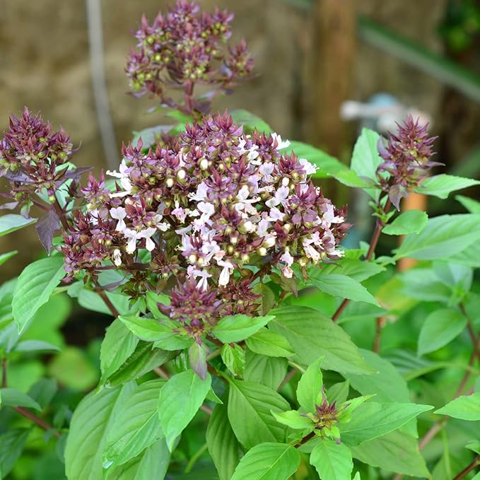 Compact basil plant in pot for home kitchen use