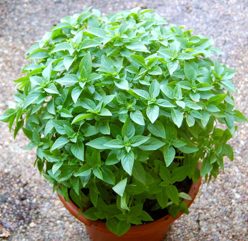 Compact rounded Fino Verde Basil edging a sunny herb garden