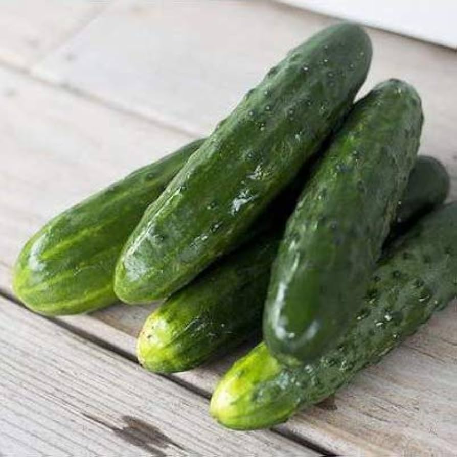 Compact cucumber plants grown from Spacemaster seeds