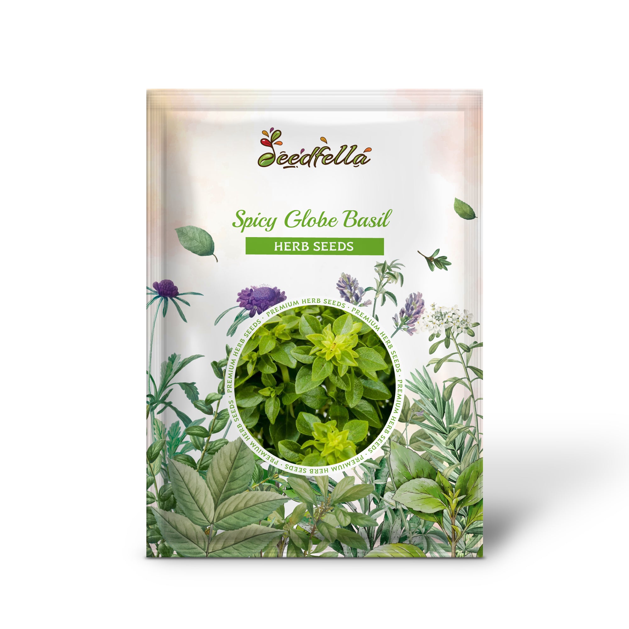 Compact dwarf basil plants grown from Spicy Globe Basil seeds