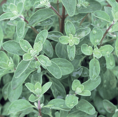 Sweet Marjoram plant thriving in sunny outdoor garden