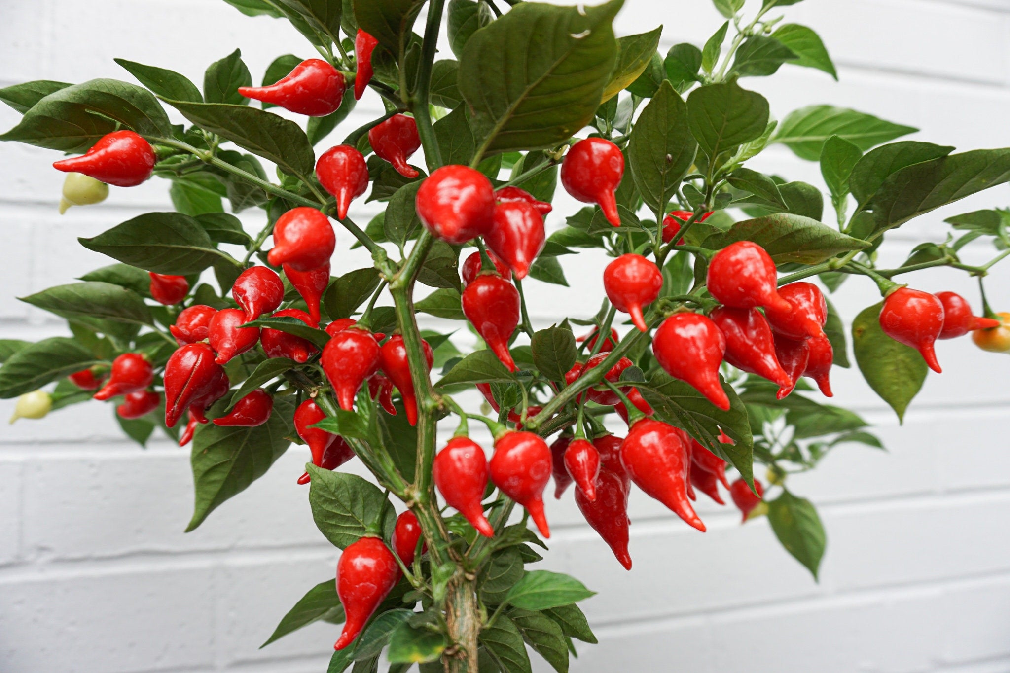 Compact pearl pepper seeds for easy garden growing