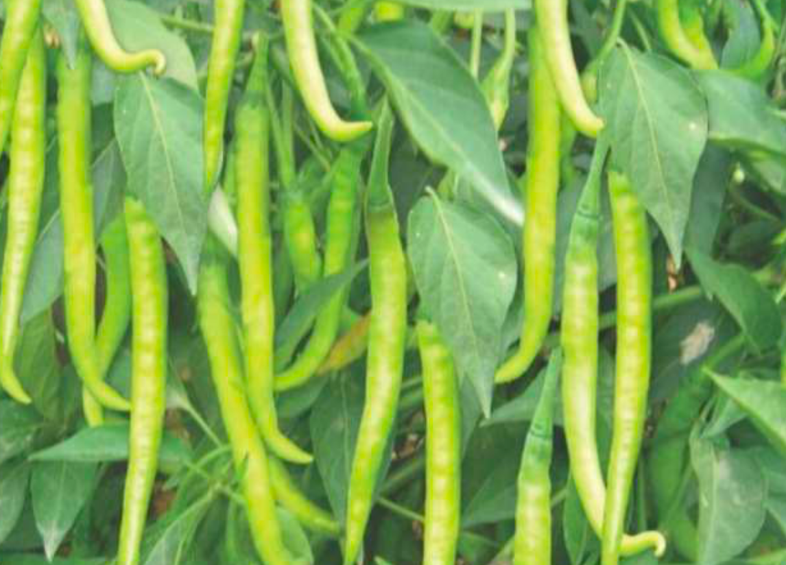 Compact sweet pepper seeds for small-space gardens