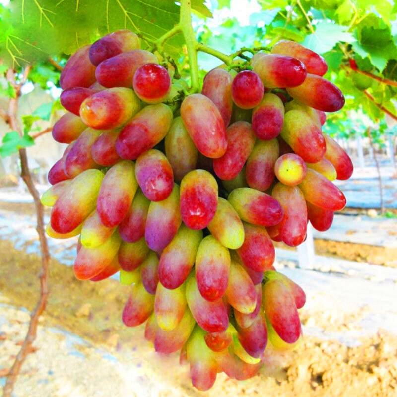 Compact pink grape vines grown from non-GMO seeds