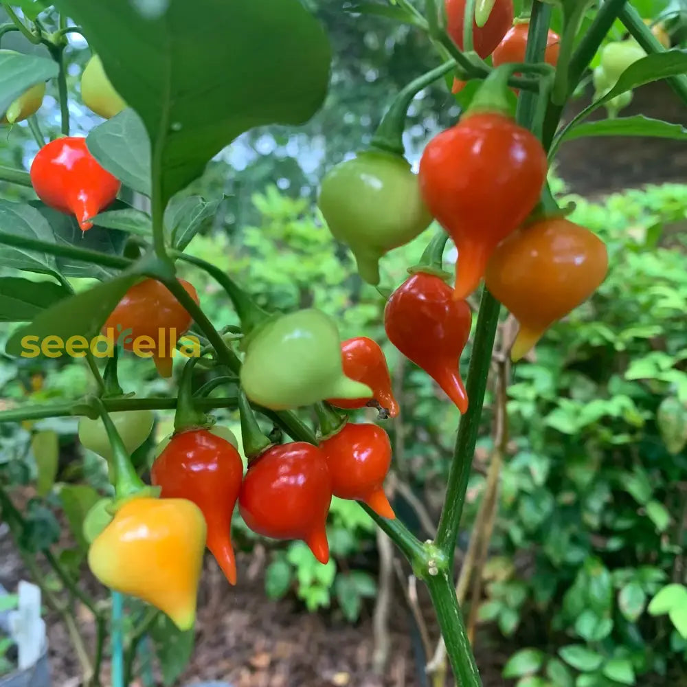 Compact Red Biquinho pepper garden seeds