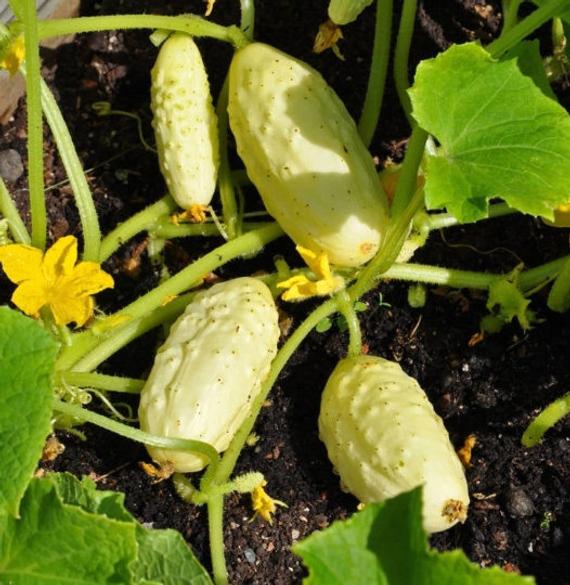 Compact Mini White cucumber seeds for vegetable patches