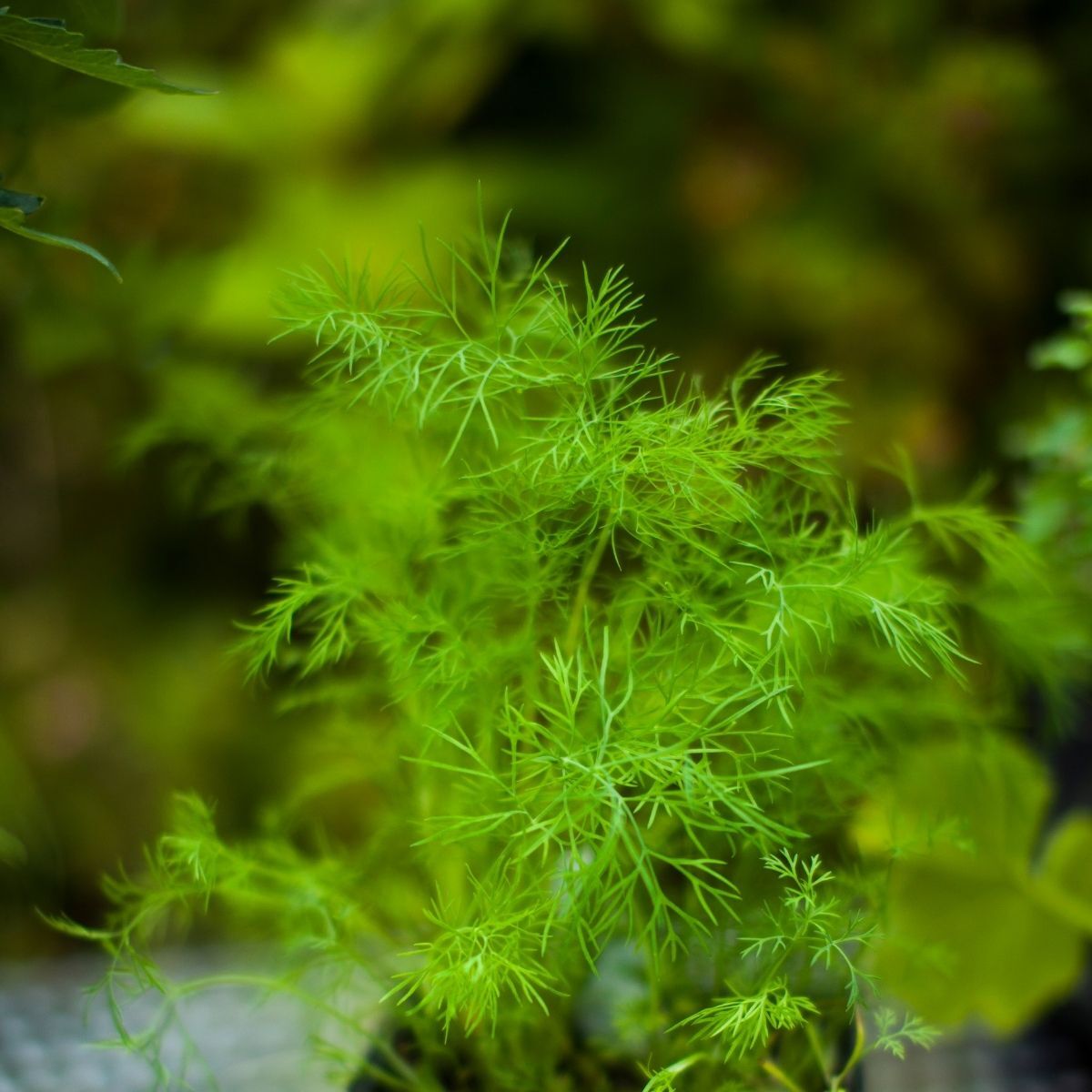 Compatto Dill seeds Anethum graveolens compact foliage