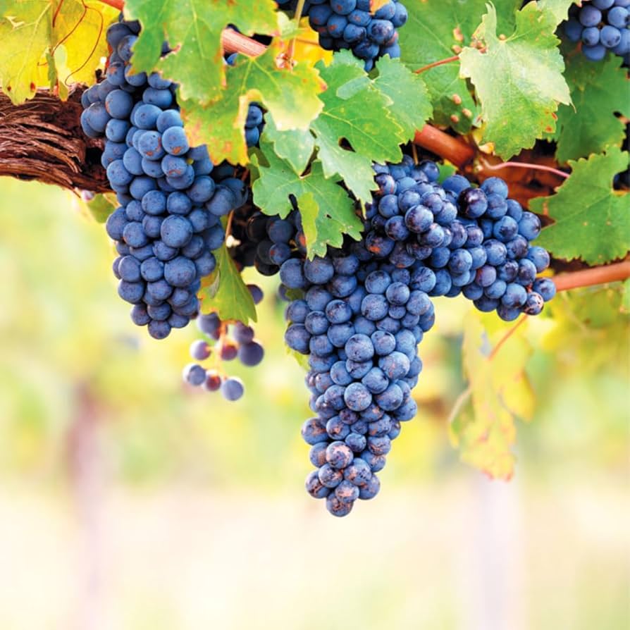 Ripe purple Concord grape clusters on the vine