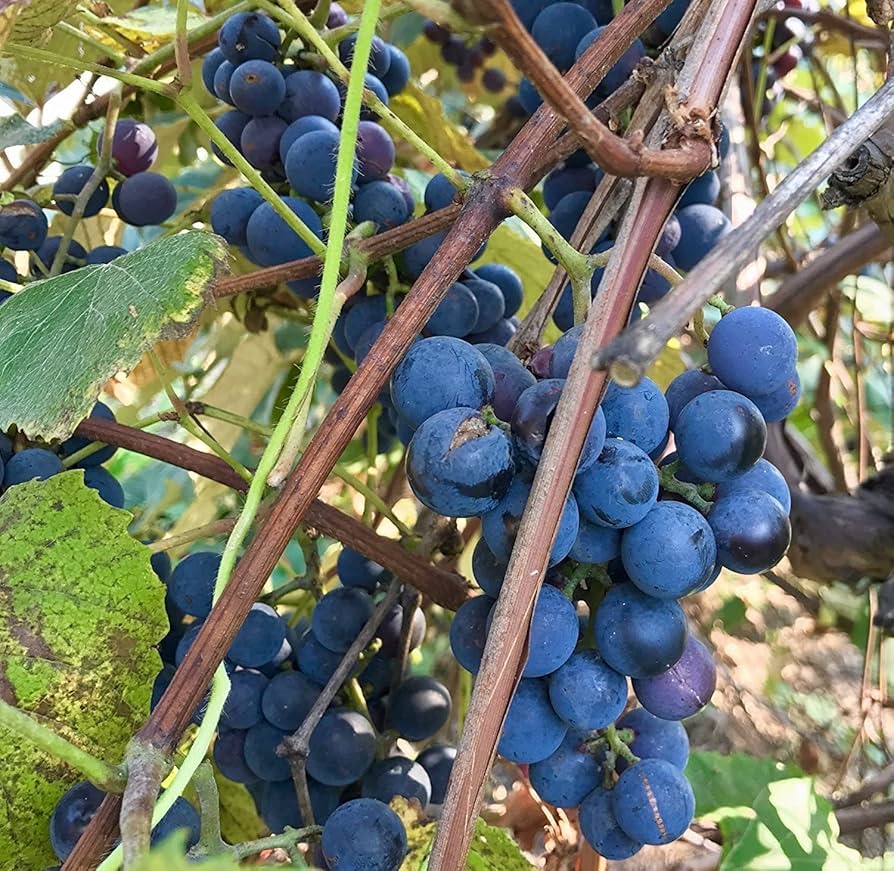 Concord Grape seeds for planting Vitis labrusca