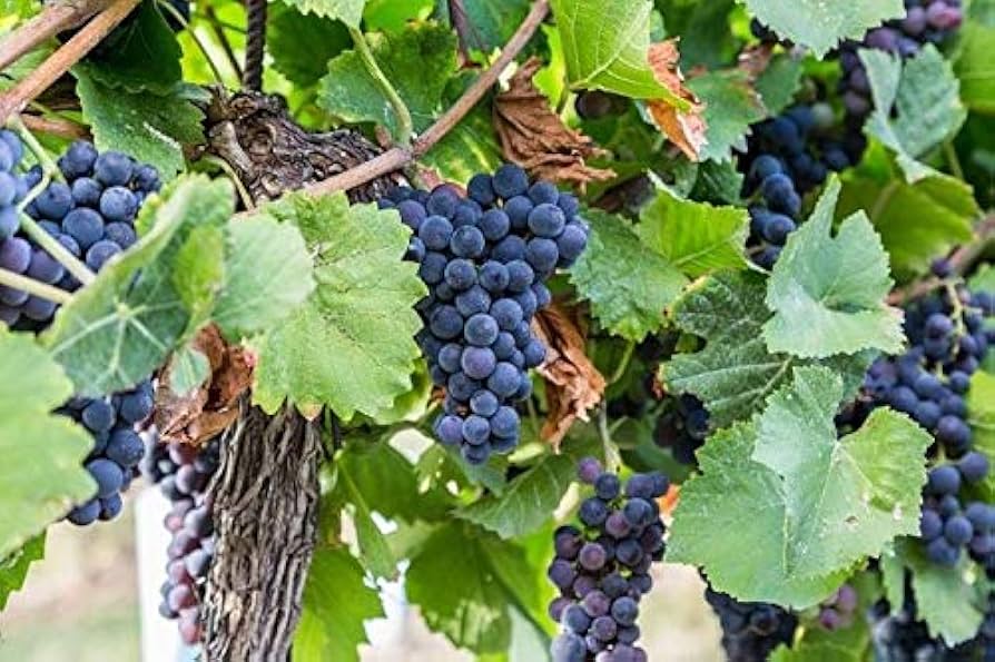 Concord Grape vine with ripe blue-black fruit
