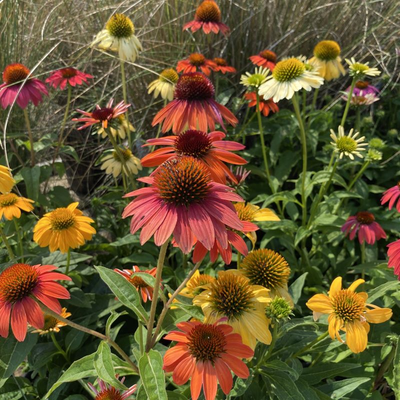 Mixed Color Cheyenne Spirit Coneflowers Blooming in Garden