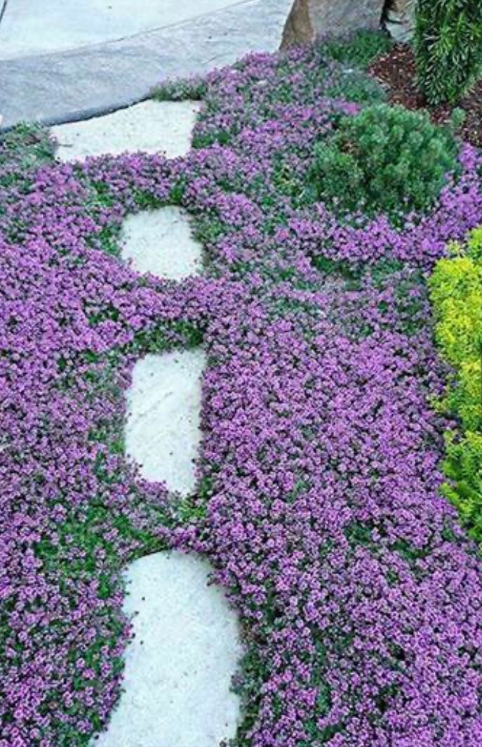 Conehead Thyme plant in full bloom with purple flowers