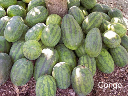 Congo watermelon seeds Citrullus lanatus AAS winner 40 lb red melon variety
