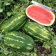 Congo watermelon seeds sliced red flesh melon ready to eat