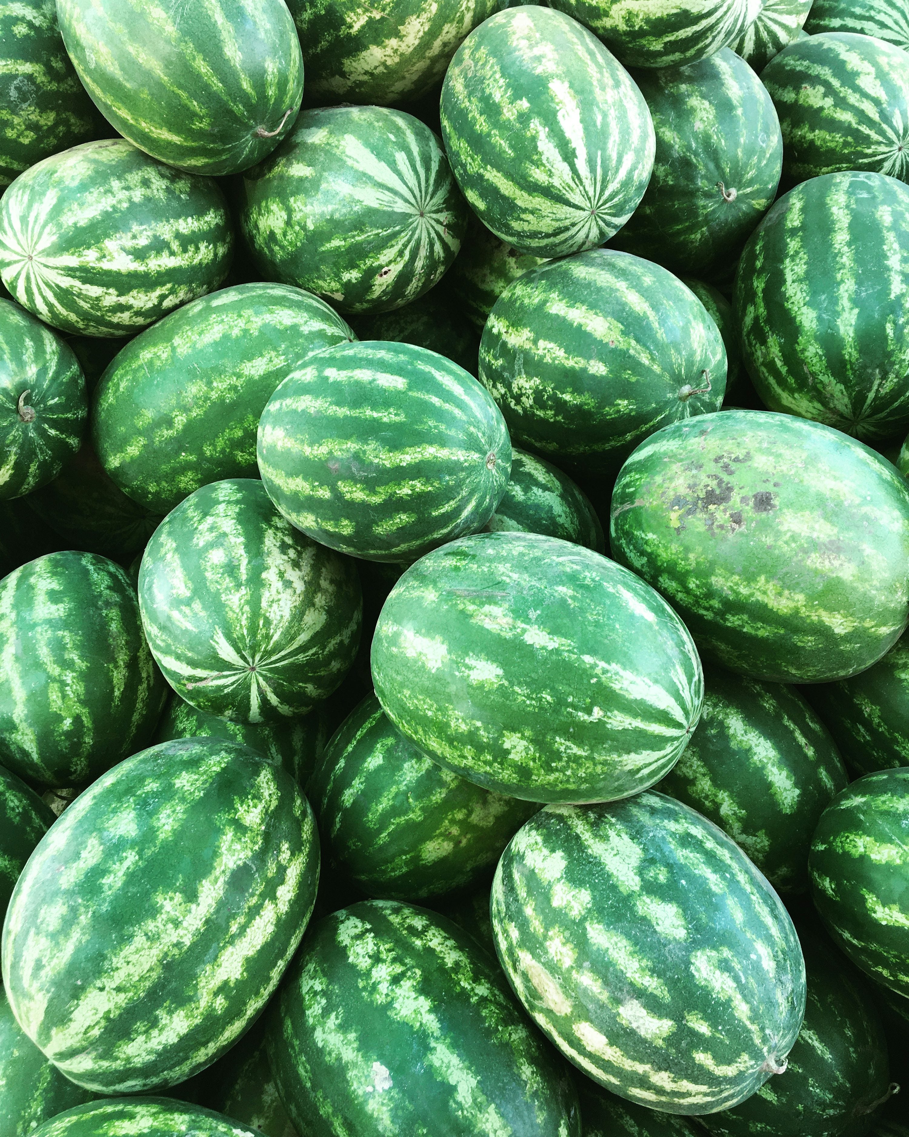 Congo watermelon seeds growing on healthy melon vines in garden