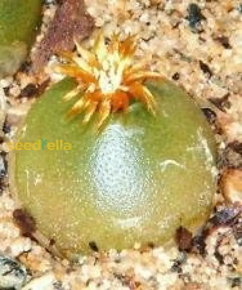 Conophytum Hammeri Plant Seeds For Easy Planting Flower