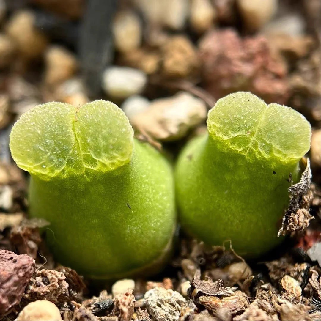 Conophytum Hammeri seeds for rare succulent growth

