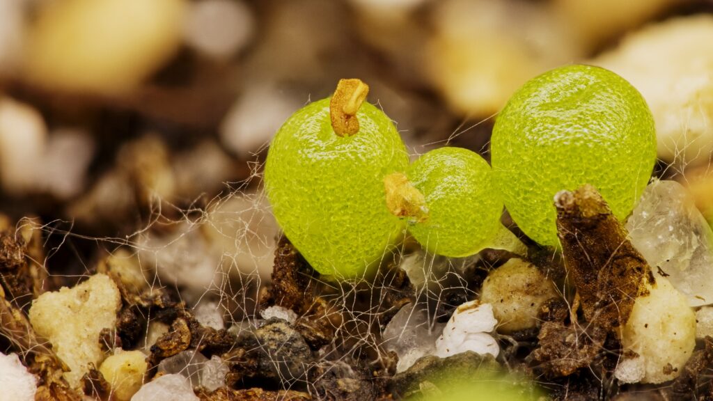 Conophytum Hammeri seeds for indoor planting
