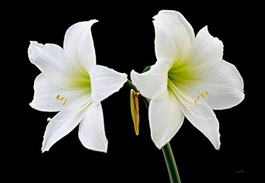 Amaryllis Barbados Flower Seeds For Planting White - Enjoy The Elegant A Stunning Garden Display