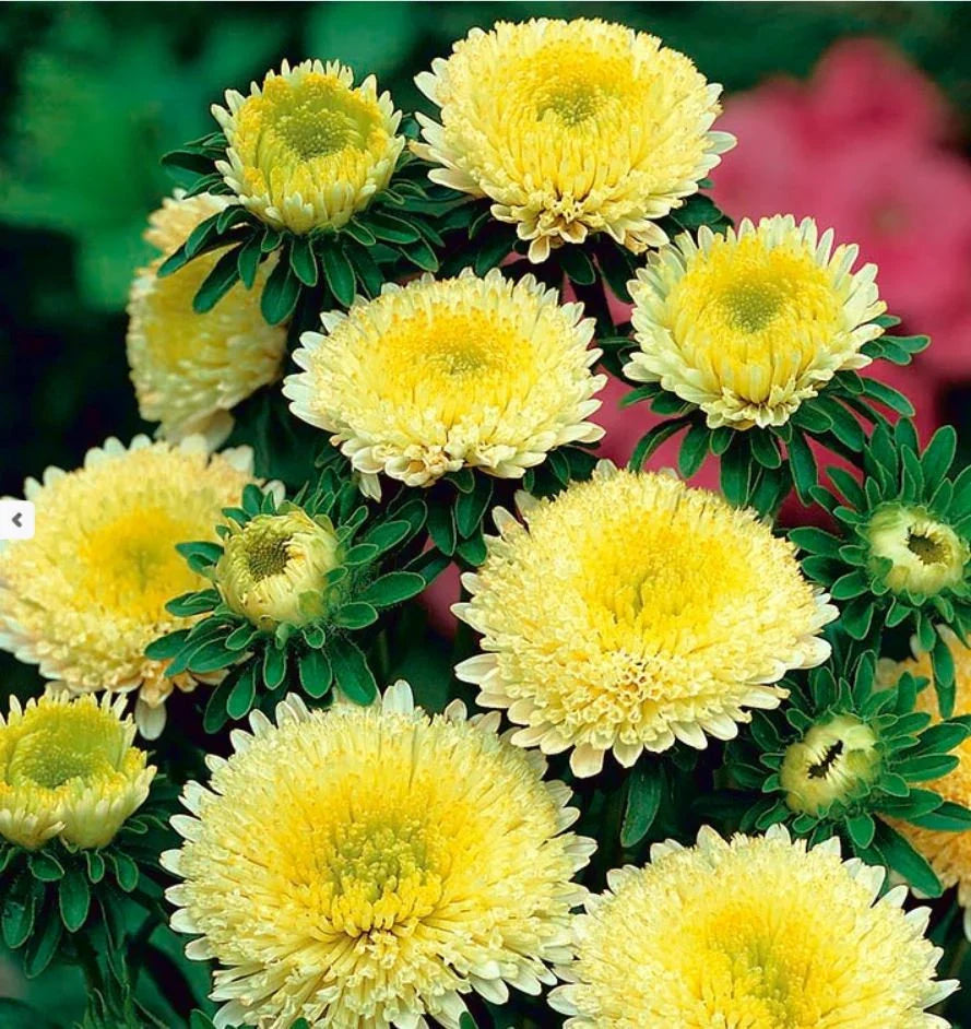 Yellow Aster Flowers in Pots