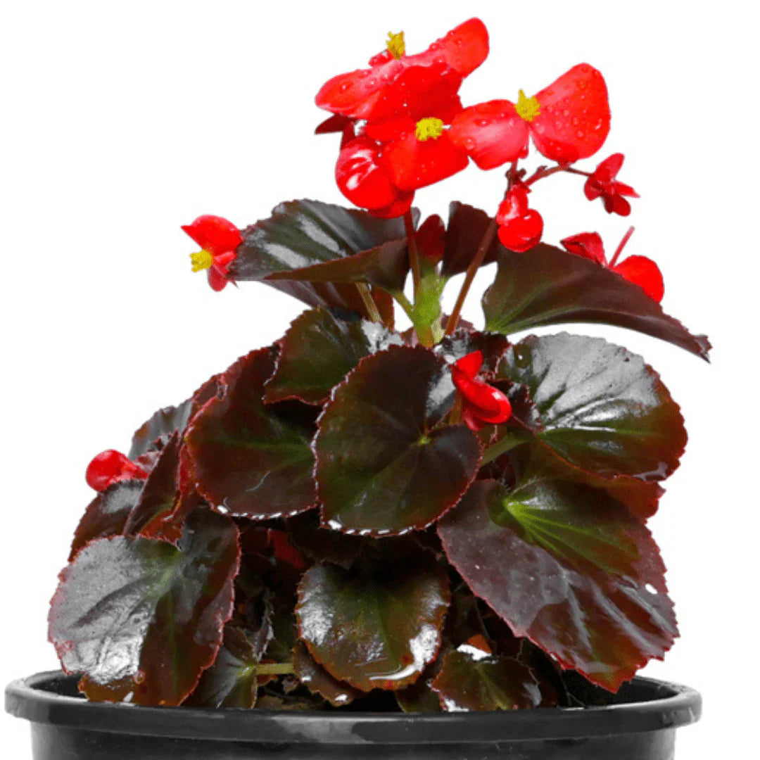 Begonia Flowers in Indoor Containers