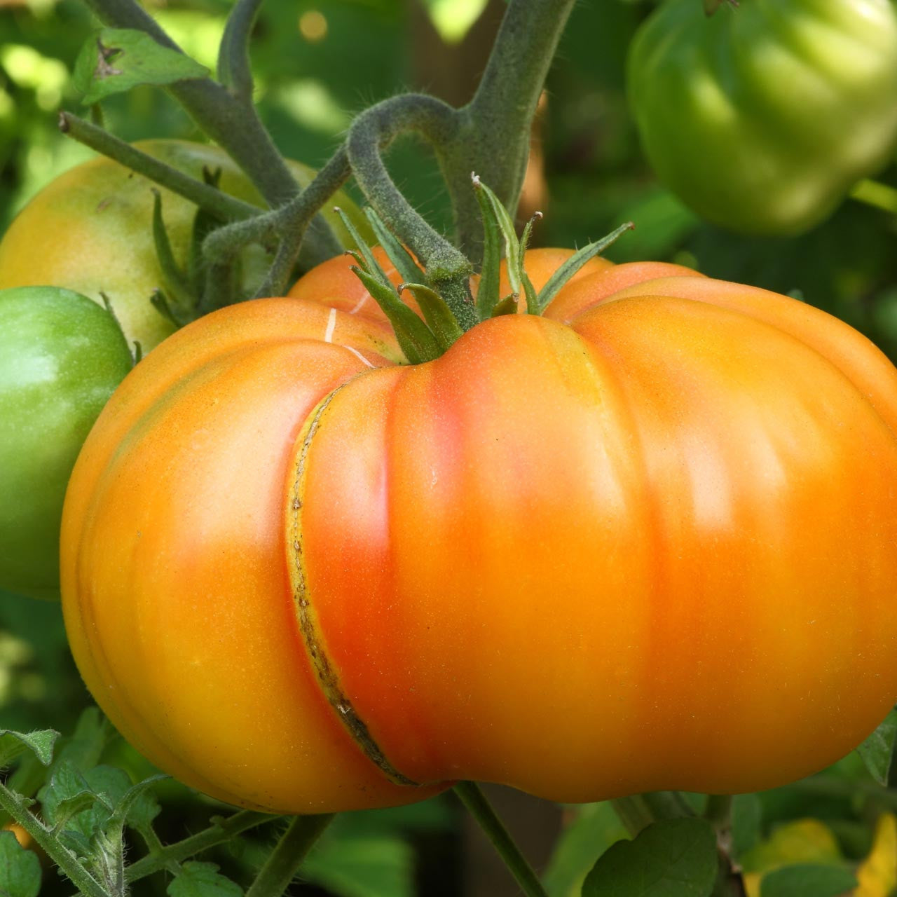 Big Huge Orange Tomato seeds suitable for container planting and raised beds
