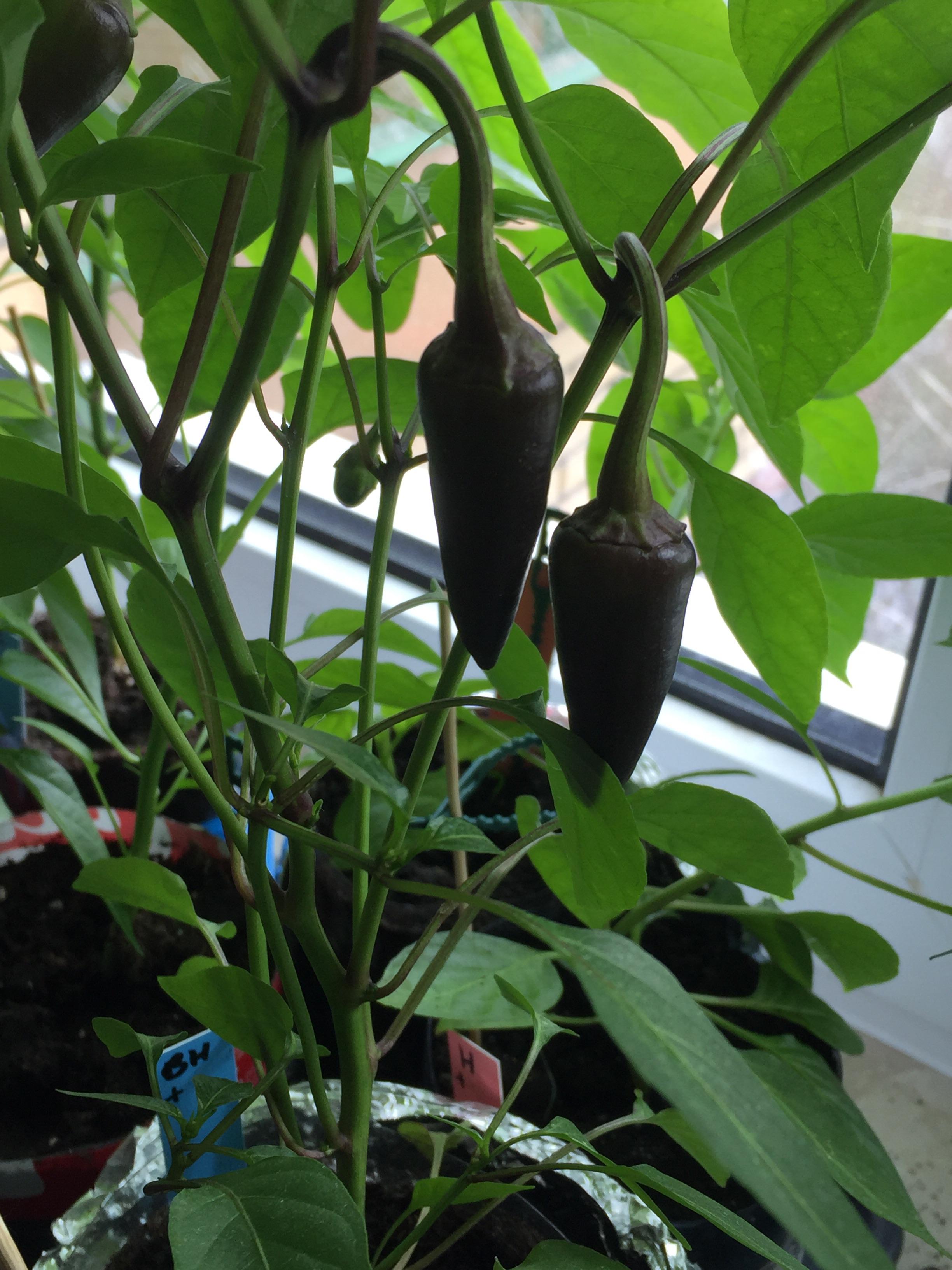 Black Hungarian peppers growing in container garden