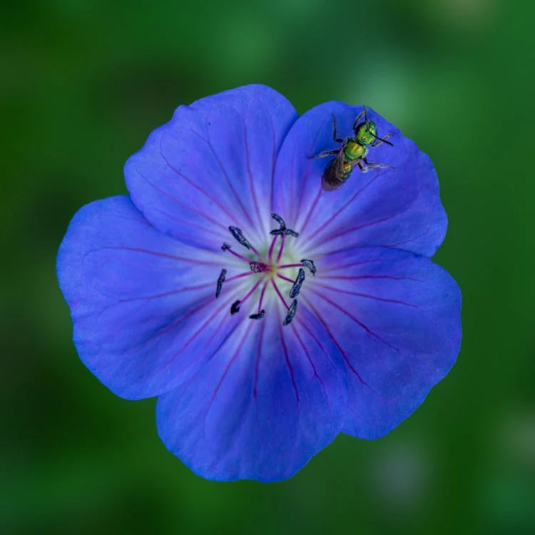 Blue Pelargonium Flowers in Pots