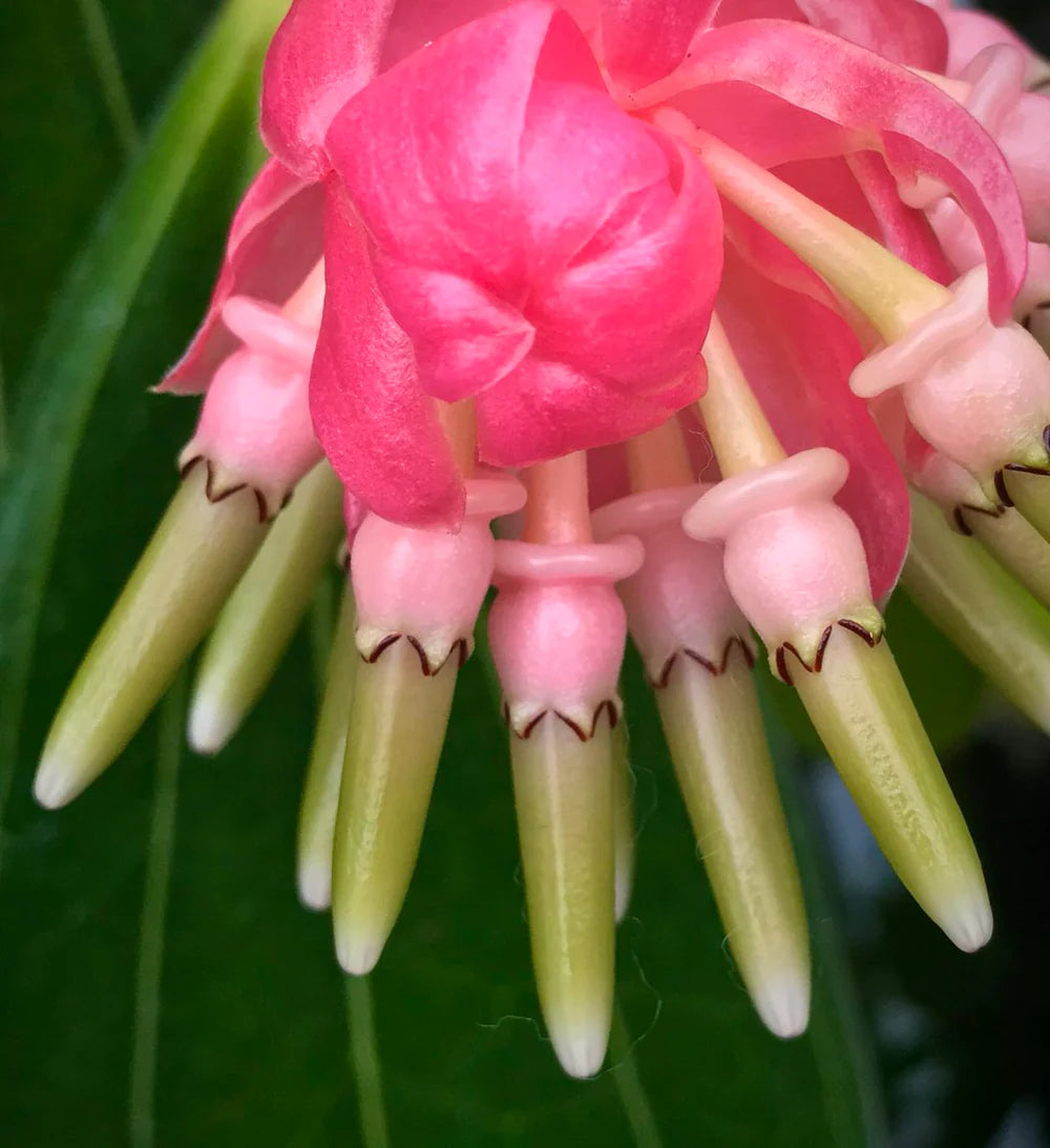 Cavendishia Grandifolia Growing in Containers
