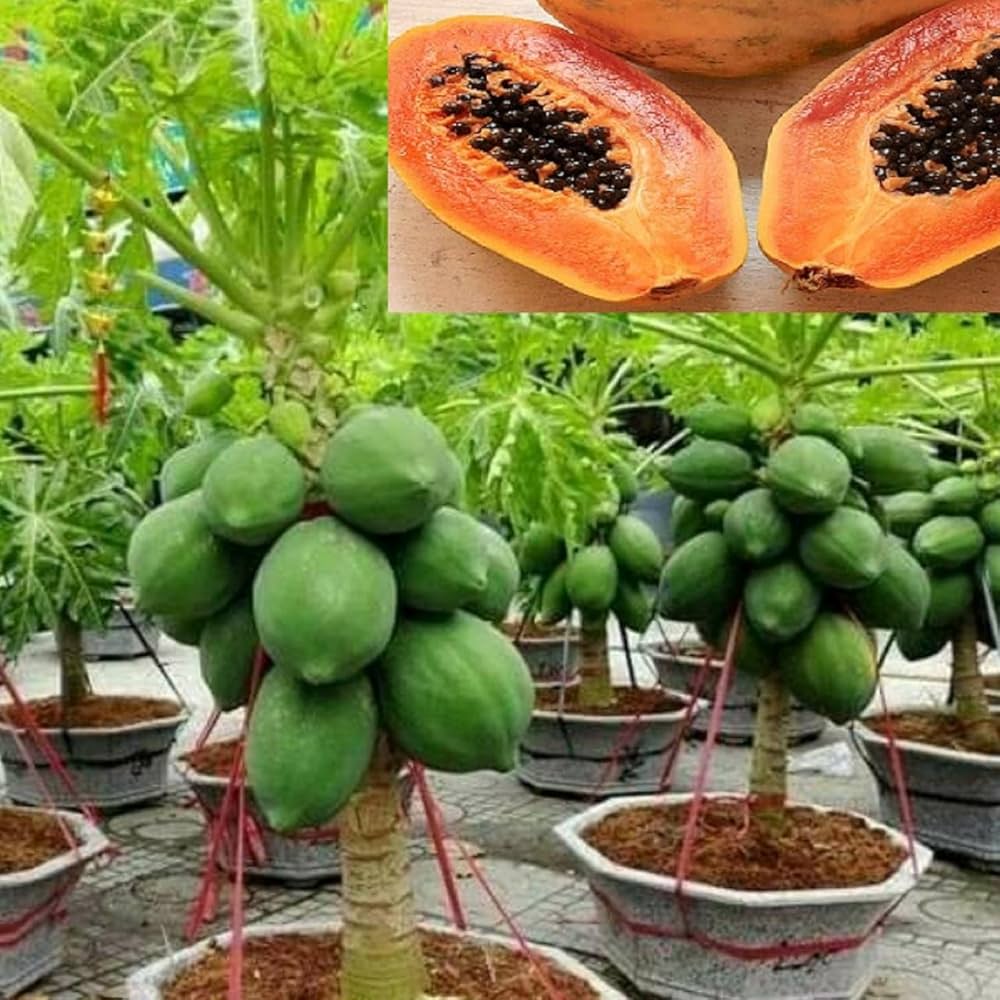 Dwarf Sweet Papaya tree growing in container